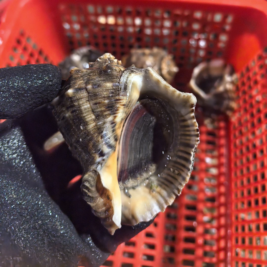 3斤起发正宗大连本地海螺，磁螺，红里螺，品质海鲜海鲜水产品