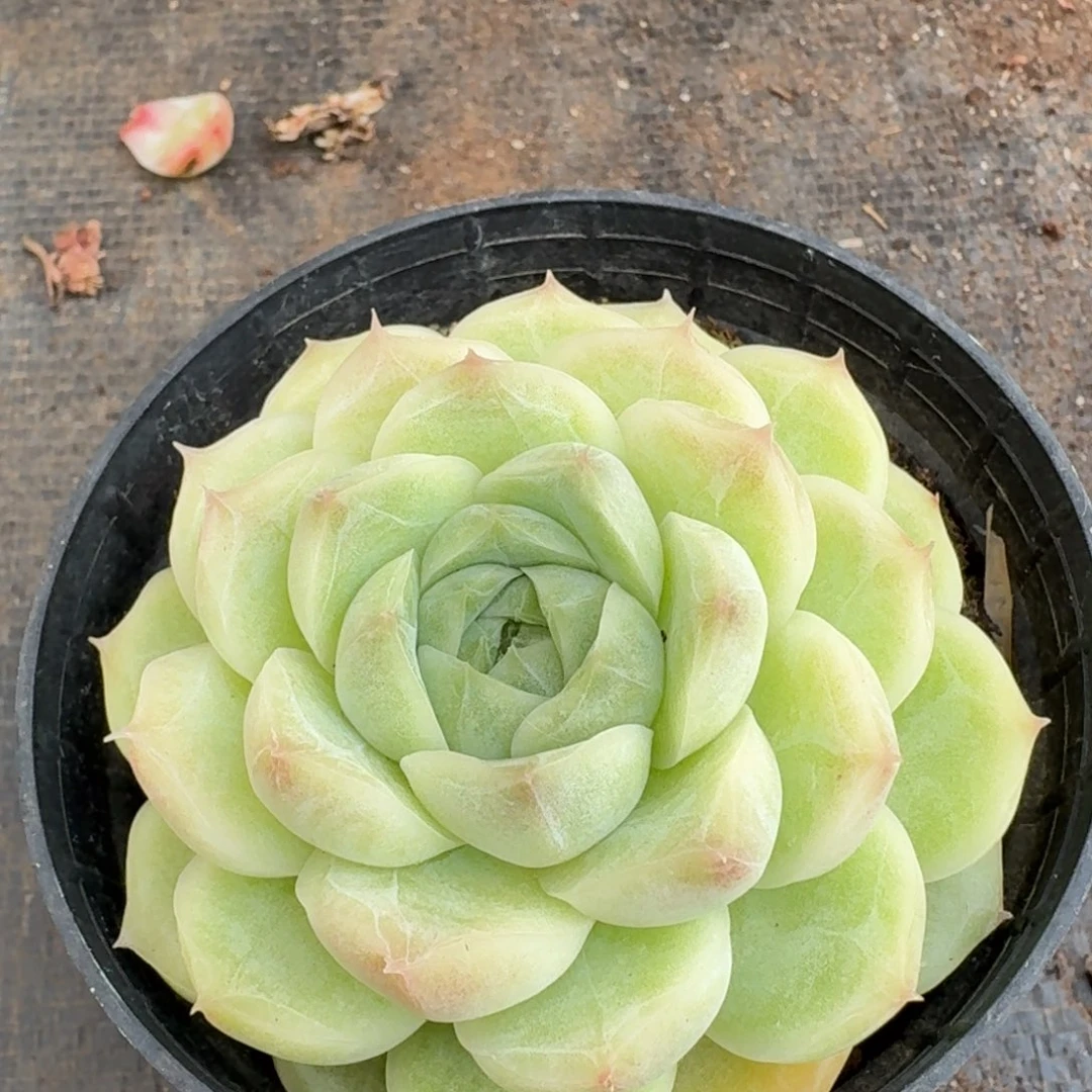 多肉杂交一物一拍19-106