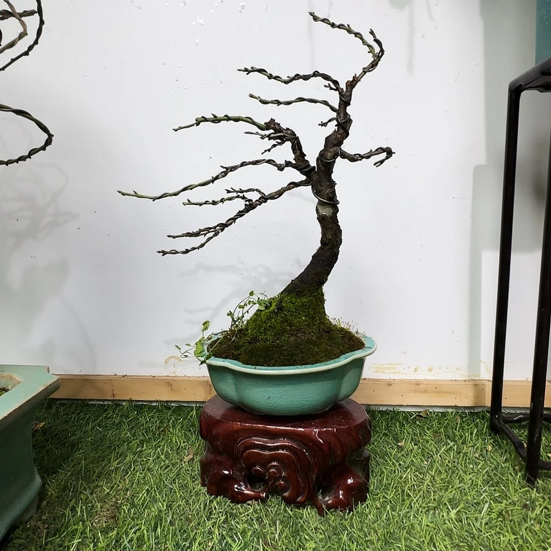 时***痕无花朵老公梅都包邮