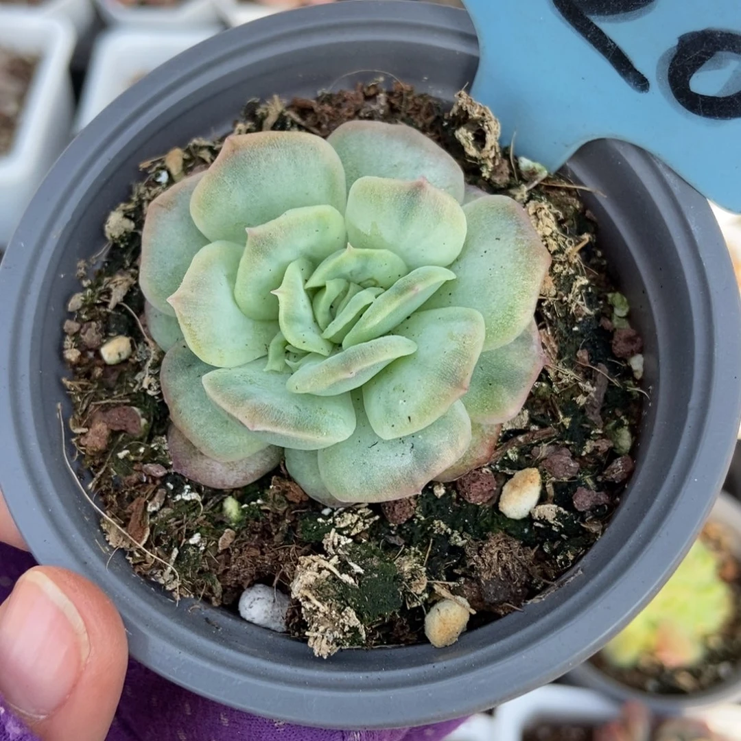 520泡泡纱多肉植物