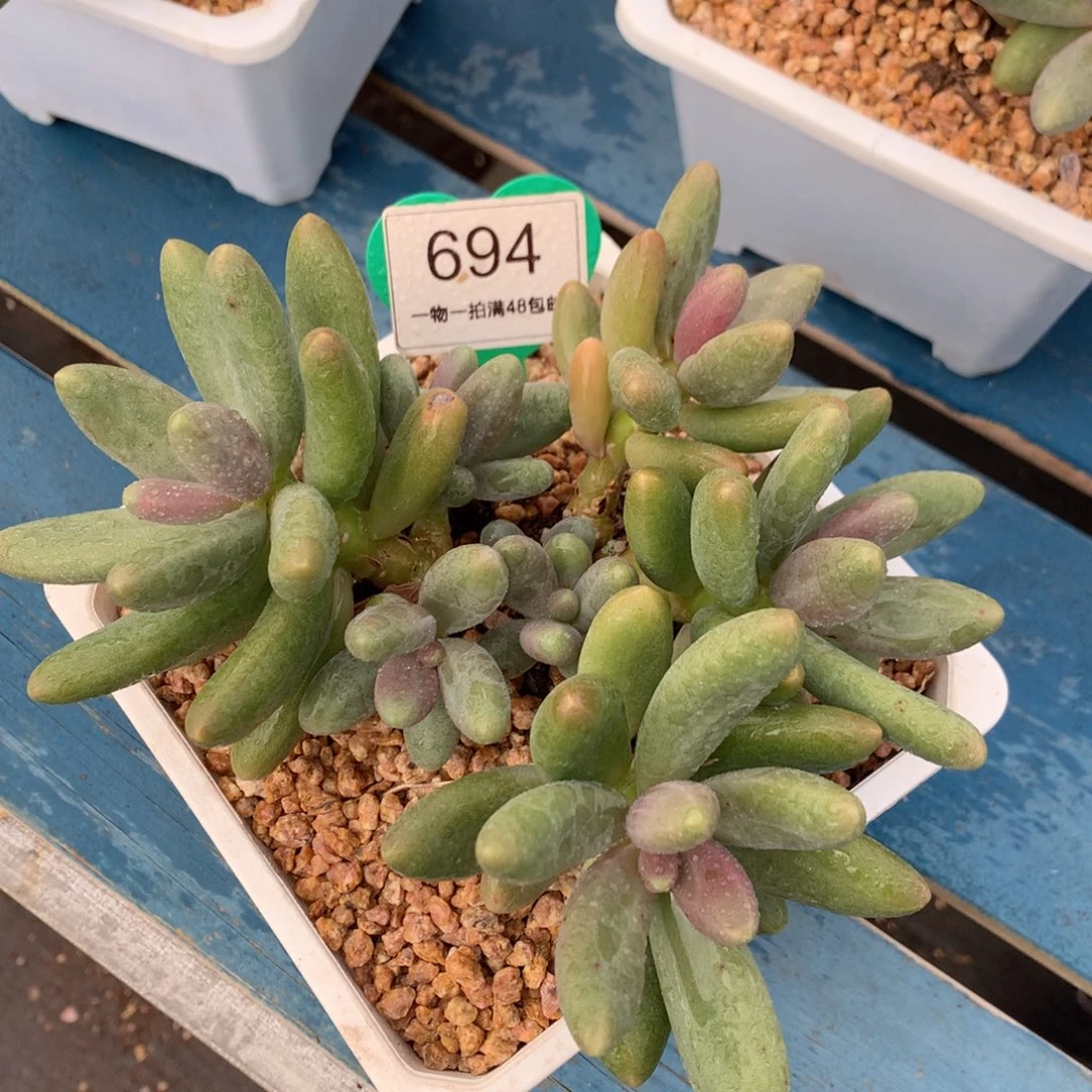 糖果美人老桩无砍694