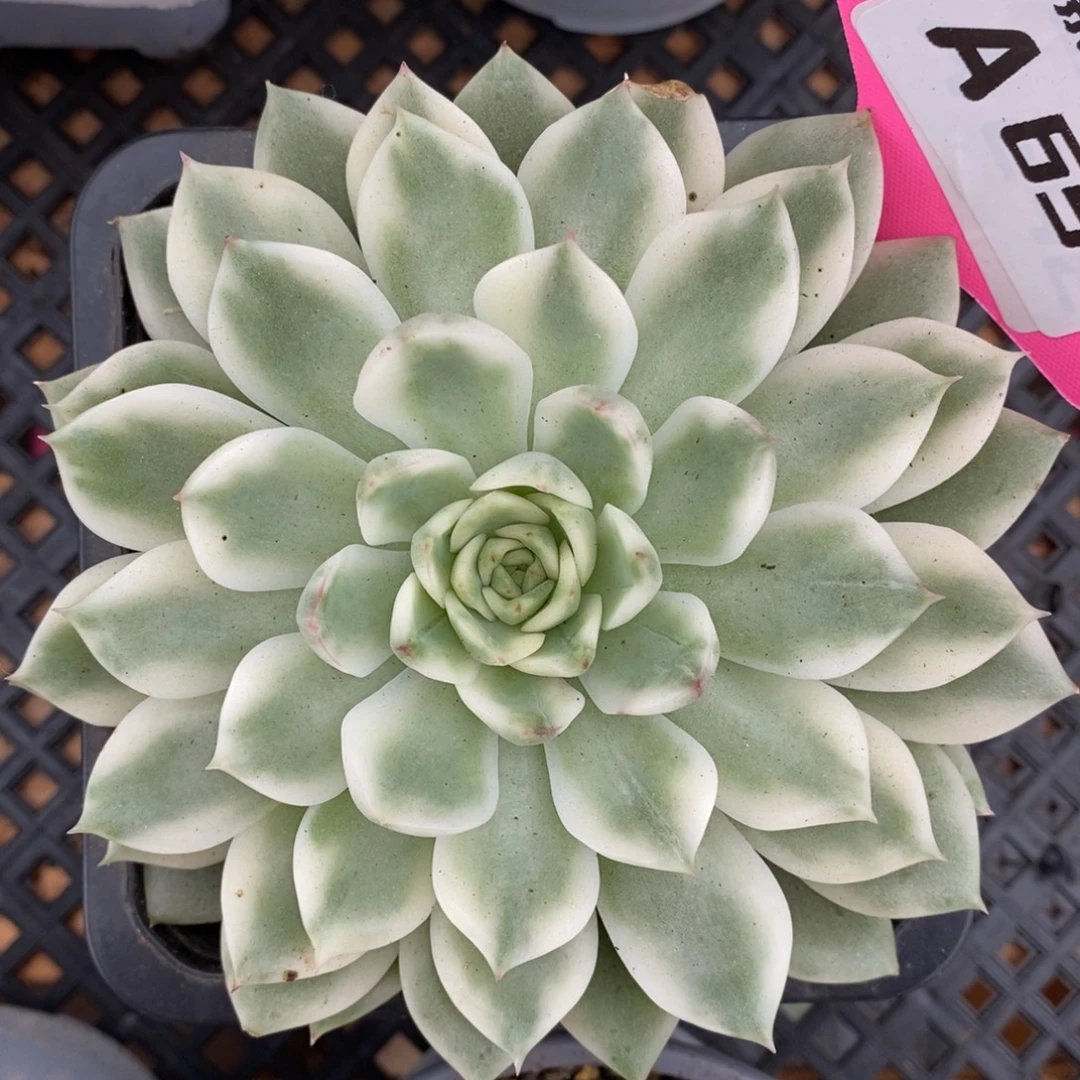 654长岛冰茶锦锦锦锦锦锦锦