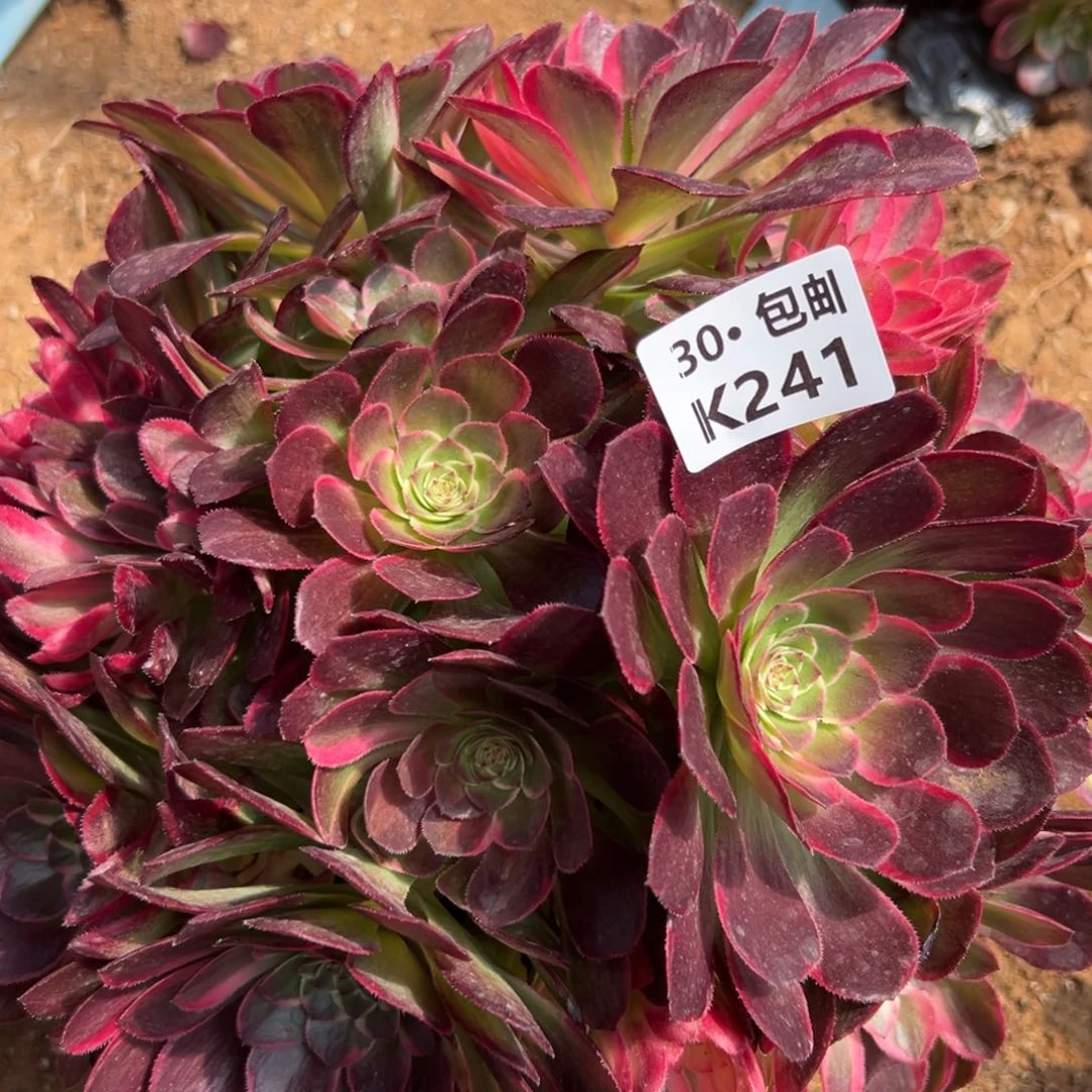 小***o241青禾，多肉法师