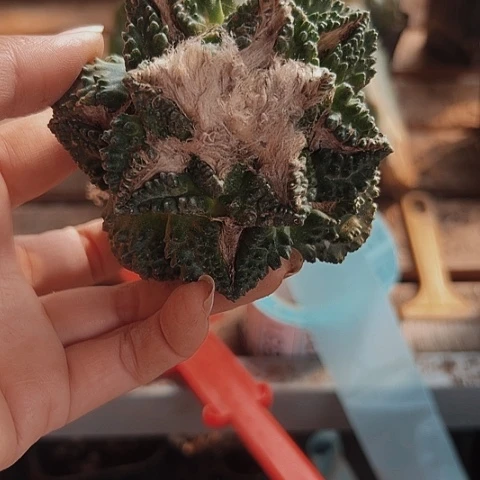 325仙人球福利来了