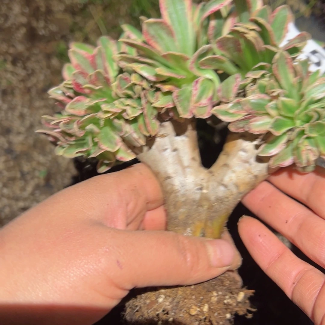 645 号多肉植物法师新年福利