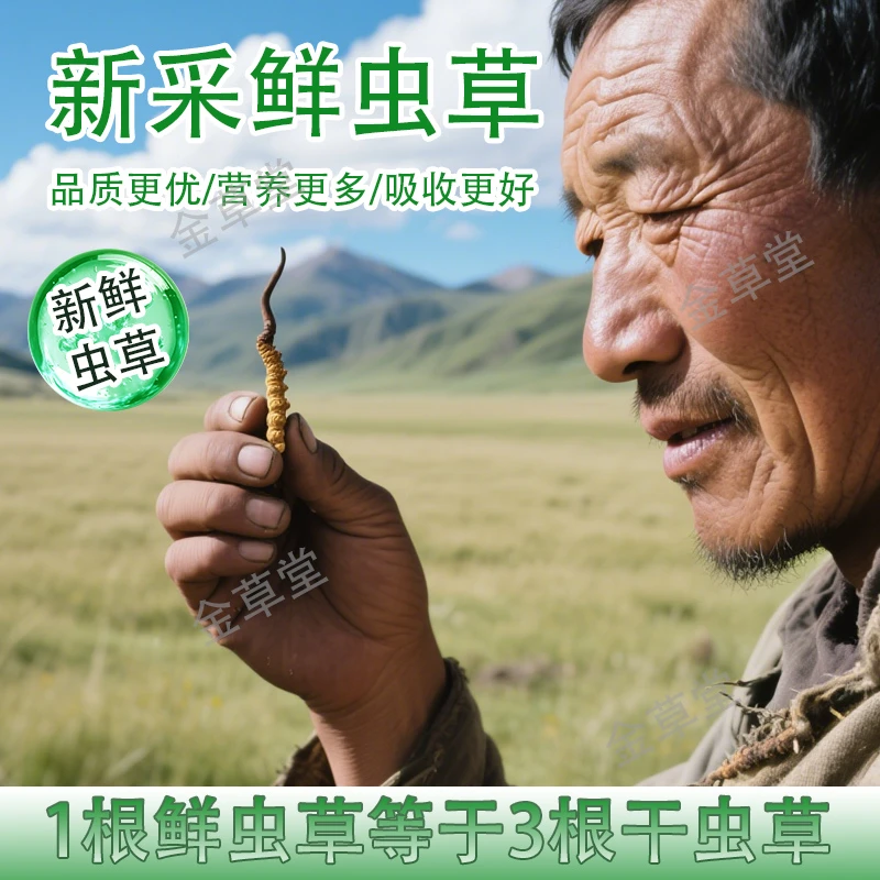 阿木甄选【07-08】50根起 头期新鲜冬虫夏草顺丰空运包邮