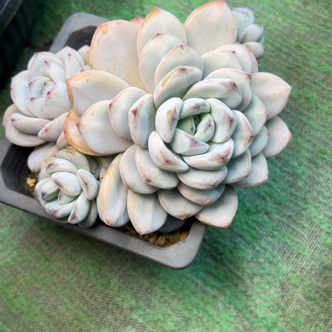 5****喵星星雪，一物一拍