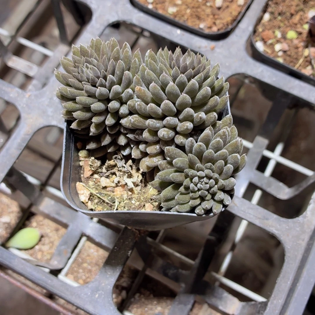 滇石莲多肉9.9包邮发货