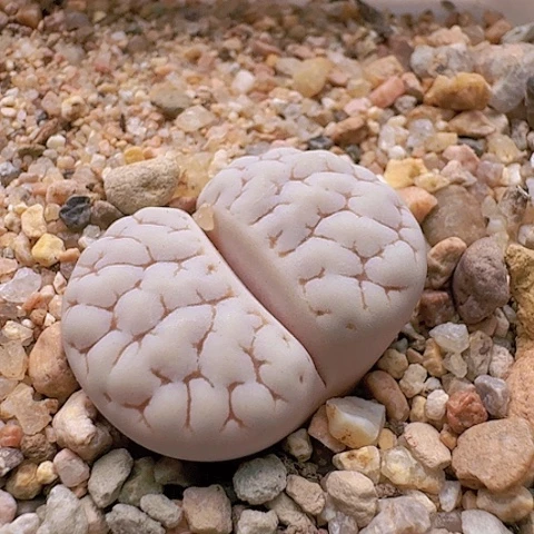 2097，189荒玉母本带盆