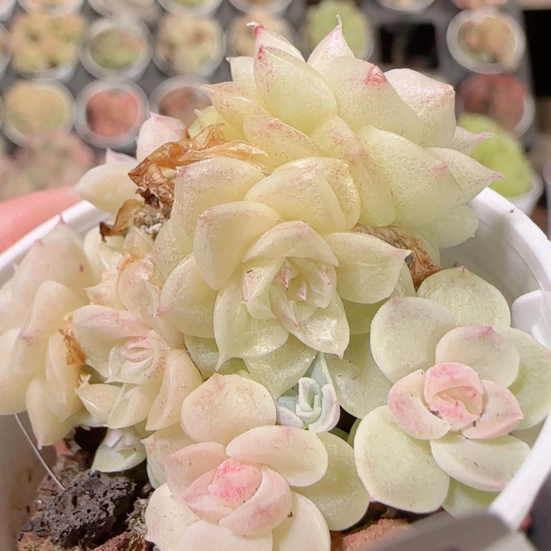 花语多肉1130-429散