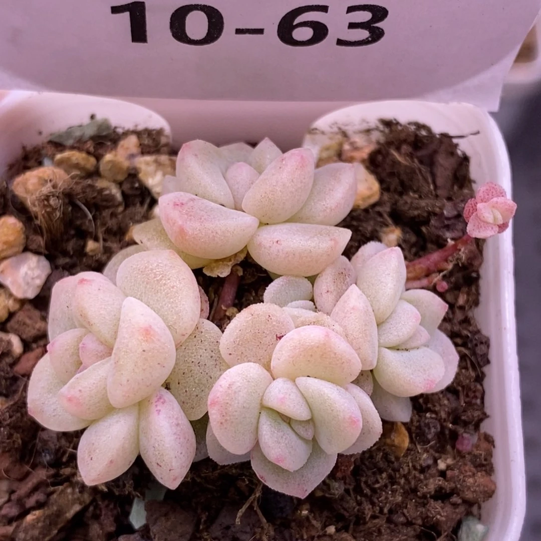 【闪购商品】10-63