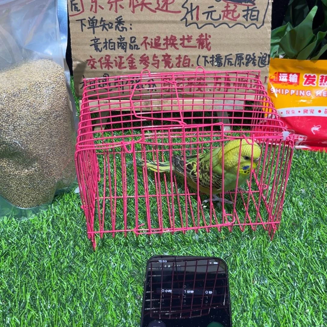 ****运虎皮鹦鹉大头虎皮鹦鹉一只，一物一拍不退换竞拍