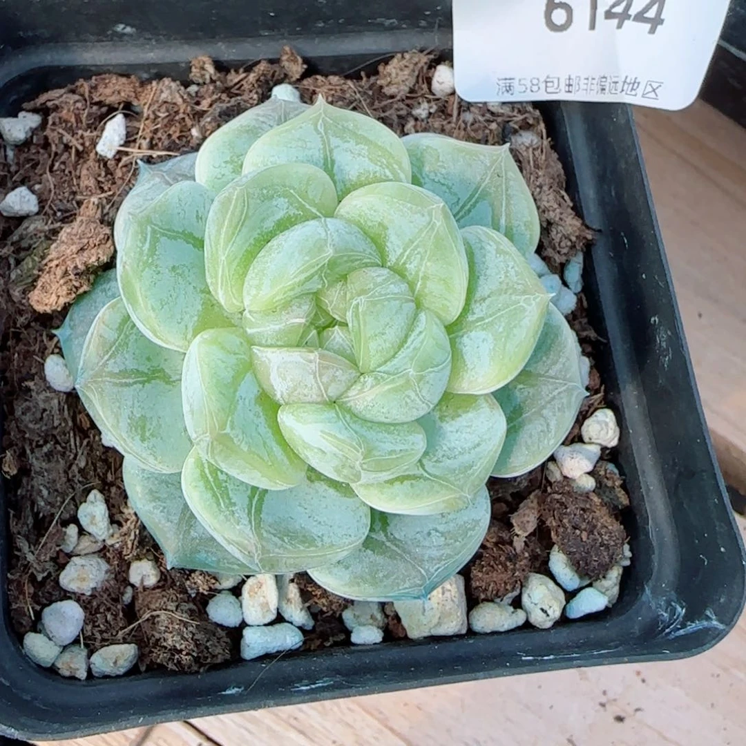 绿光森林，6144多肉植物