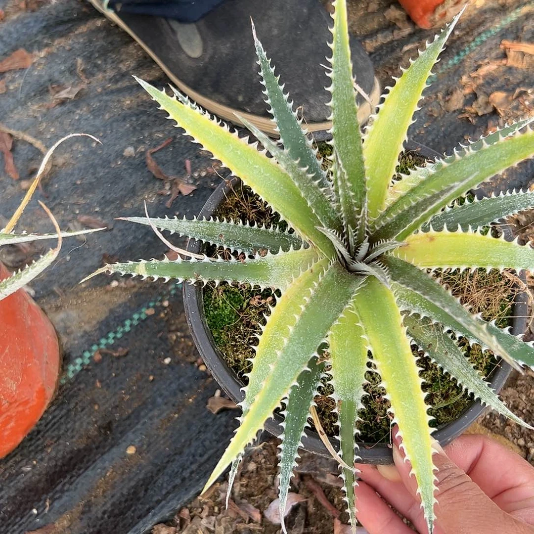 沙漠凤梨科海林娜