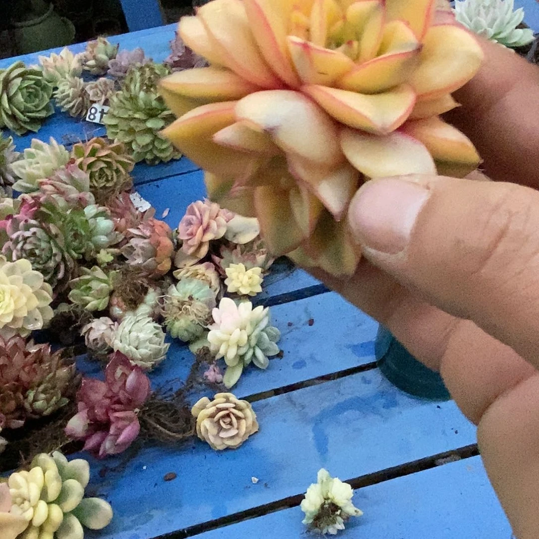 麒麟座锦多肉植物哇啦塞