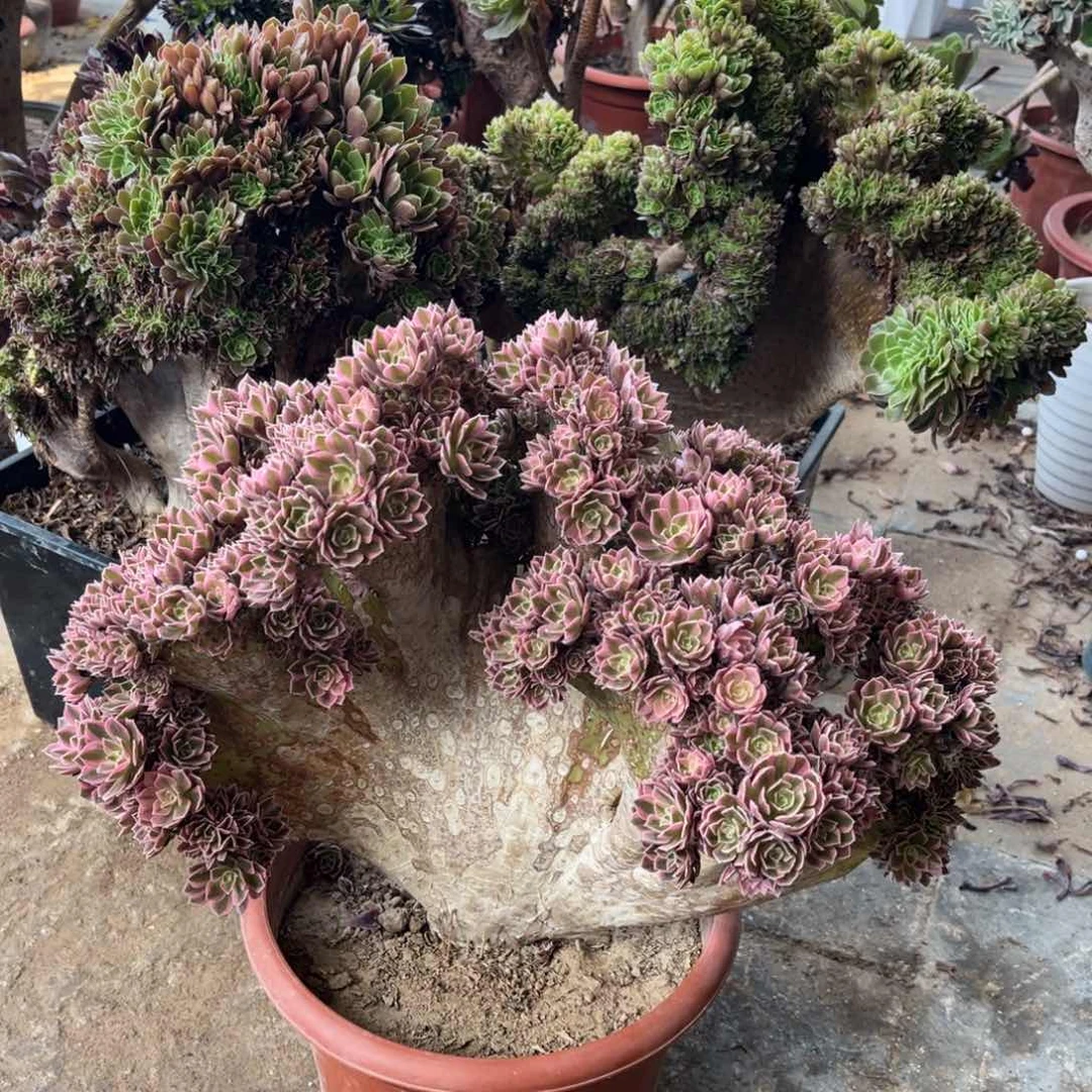 樱**典鲜花绿植一物一拍