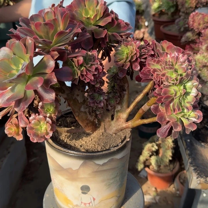 美杜莎自然朵朵缀化213