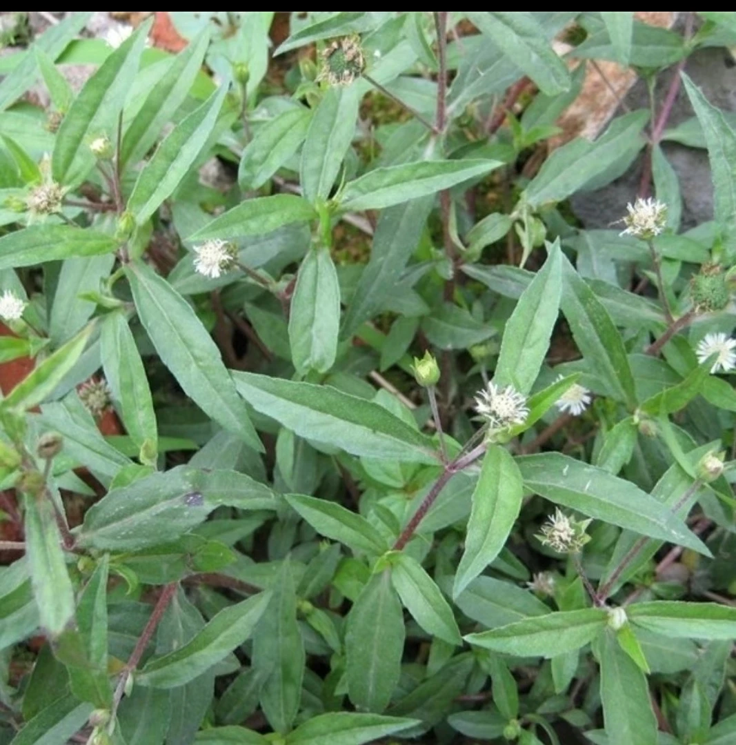 野生新鲜墨旱莲白花磨奇草白花断血草中草药