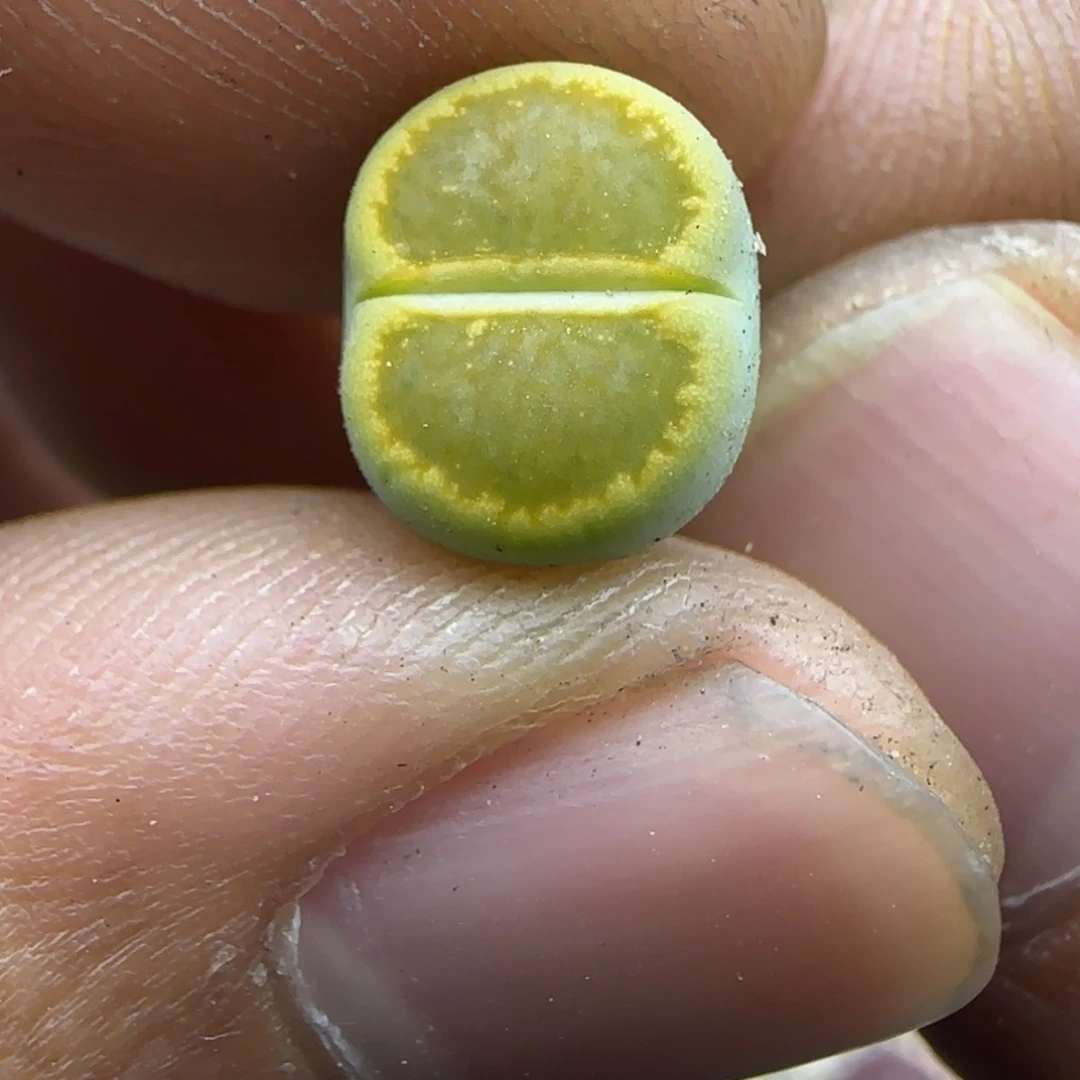 470 生石花大棚直播