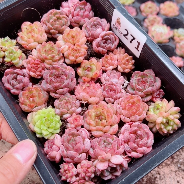 昕***花多肉植物多肉植物