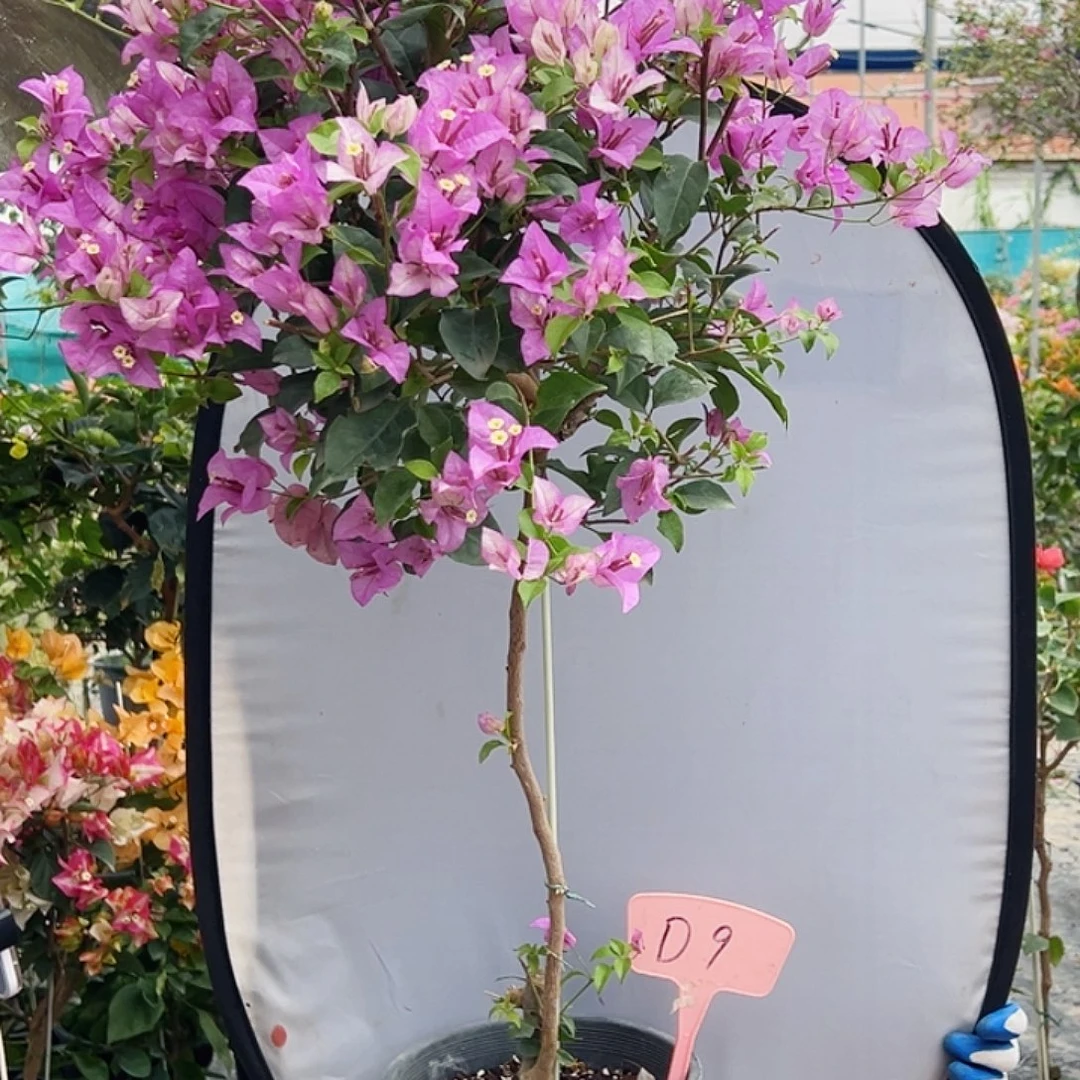 L***e大部分花苞少量开放D9雪紫