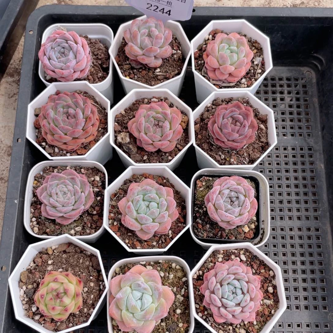 薇薇安园艺多肉2244