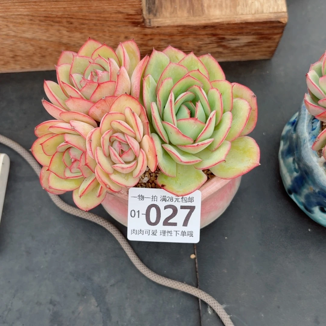 牡丹亭多肉多肉无盆土发货