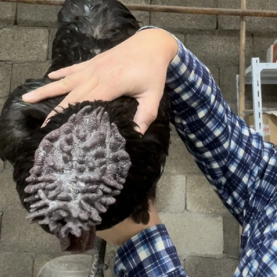 礼品鸡重冠花冠川山耘旧院黑鸡四川传统土鸡精选货部分地区包邮