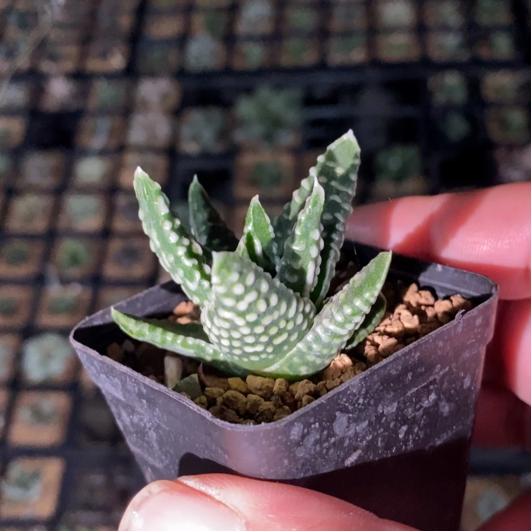 皇帝硬叶一颗 新年福利