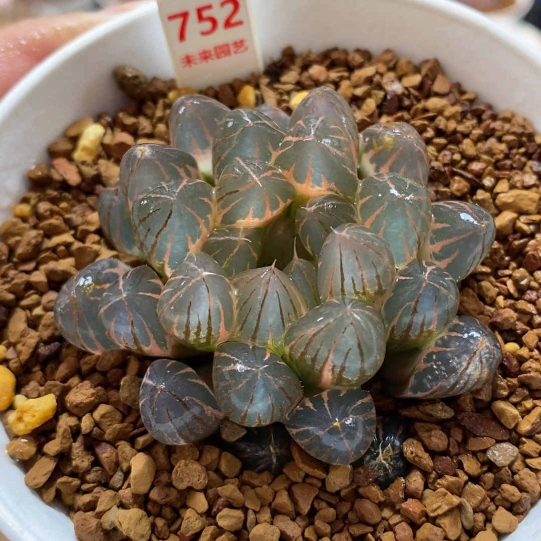 752湖斑霓虹灯玉露锦