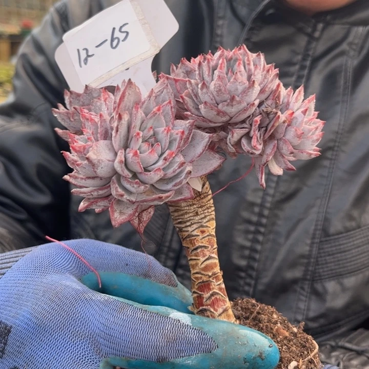 12-65粉蓝鸟微瑕。