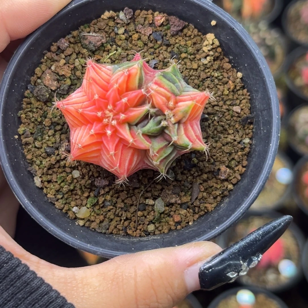 元宝形米哈 带盆土发货