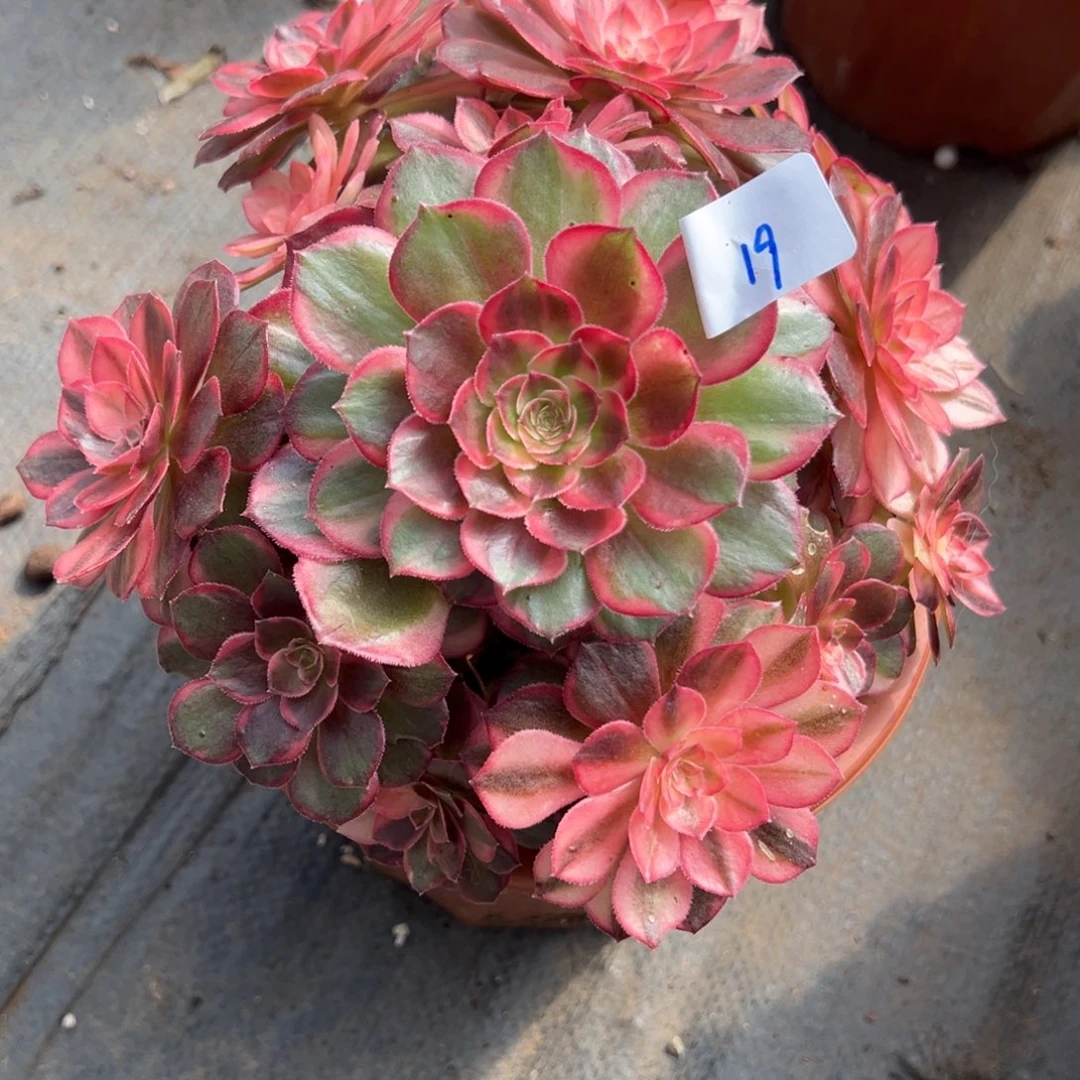 19黑魔锦多肉植物一紫