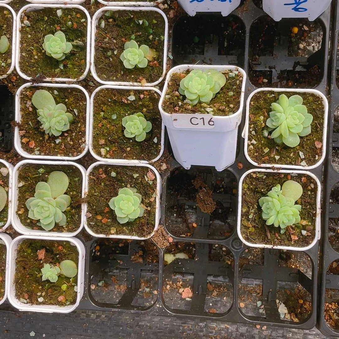 桃*C16 中苗盆一个满25包邮