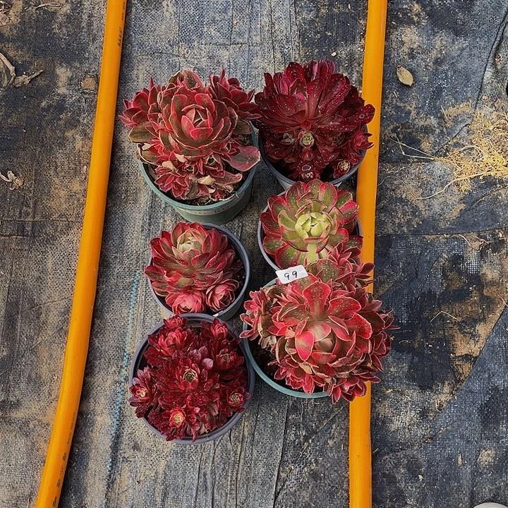 只****赵组合6棵00000000000099号