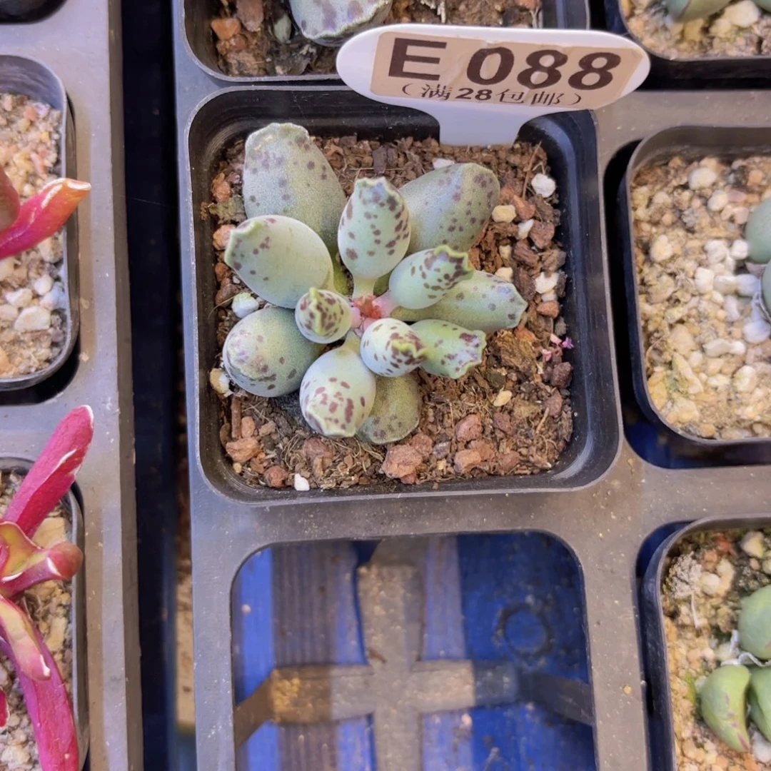 E088海饱一物一拍