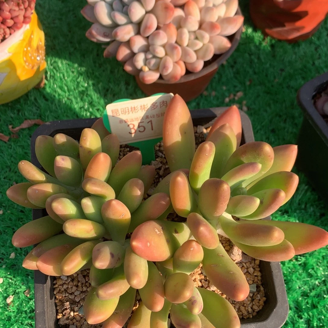 金蝉矮桩平头无砍351