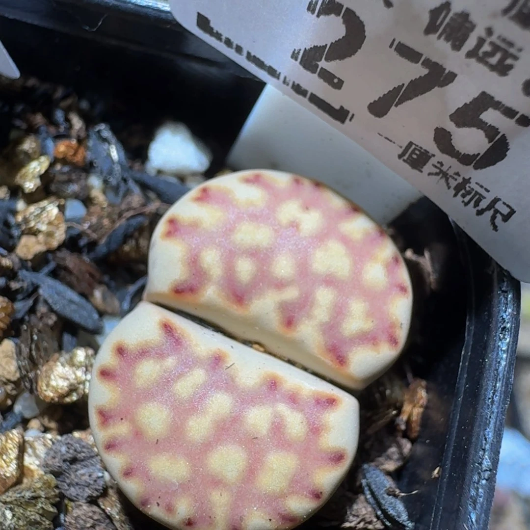 zzzZ生石花肉锥275
