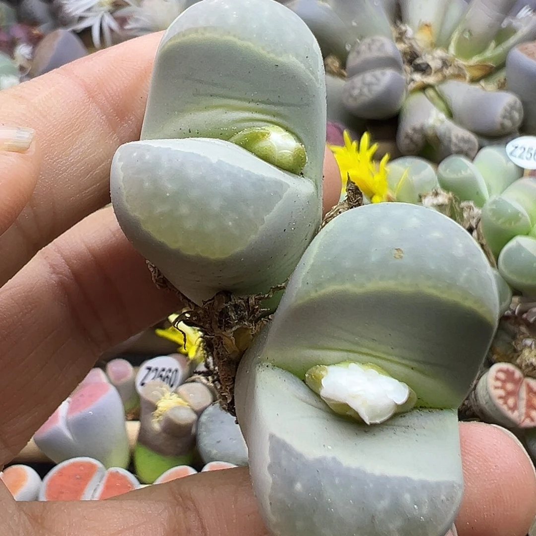 2588 生石花纯纯清货下播福利