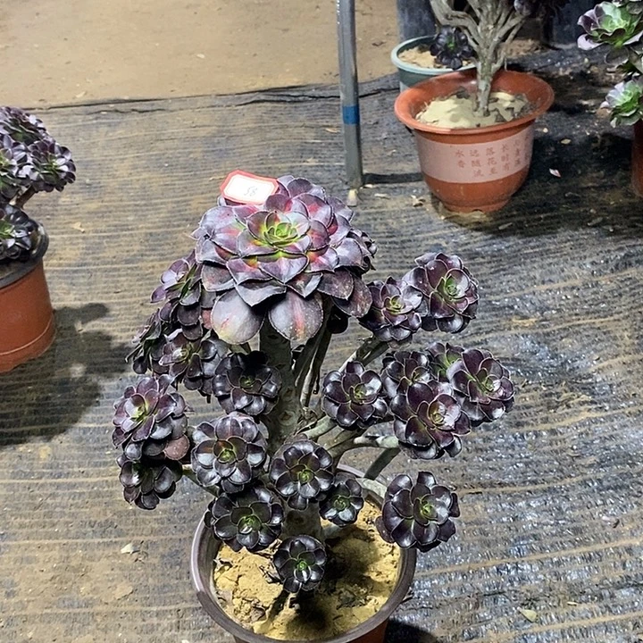 58，晚霞多肉法师多肉法师多肉法师