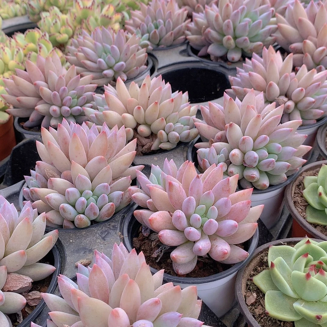 所罗门245678899999900