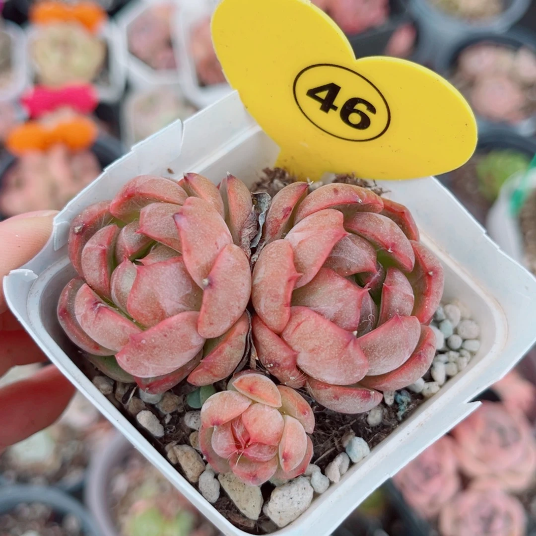 46号小老桩珍妮群