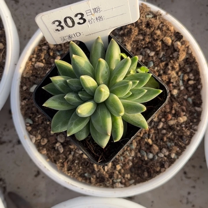 ttn多肉植物双头303