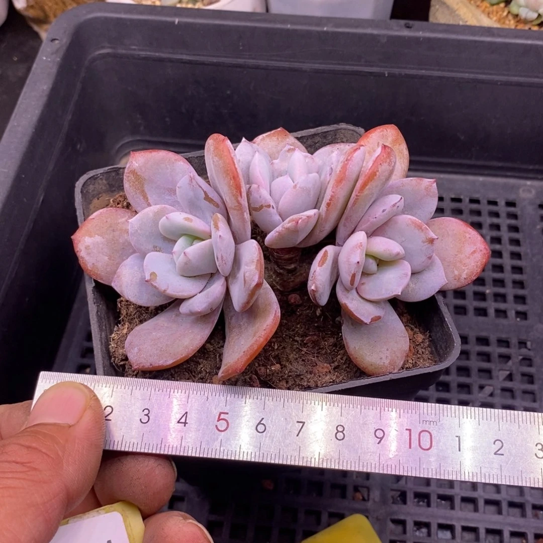 427三头老桩奶茶多肉……