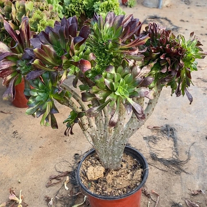 黑法缀多肉植物20。