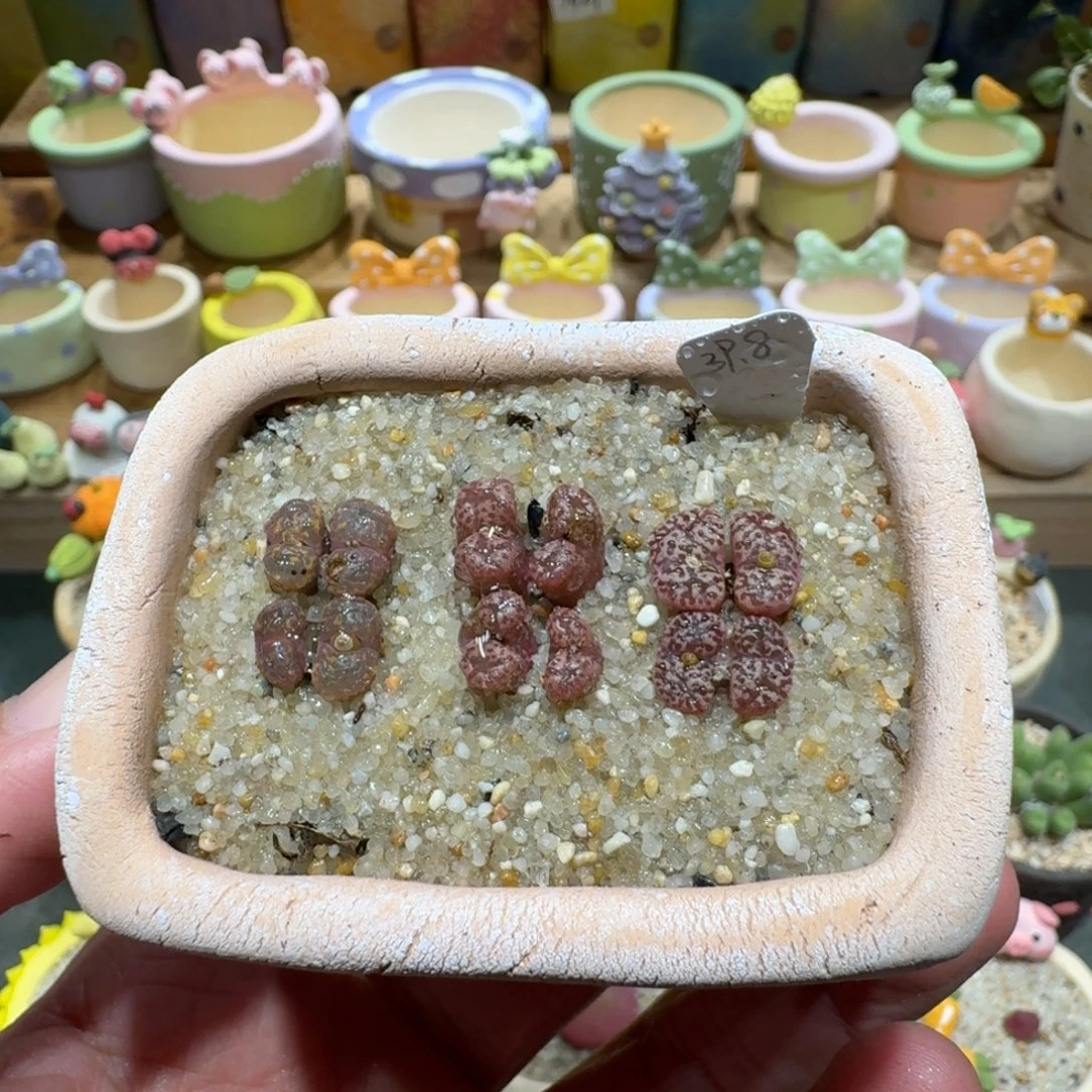 蘑菇1233勋章彩拼多肉植物