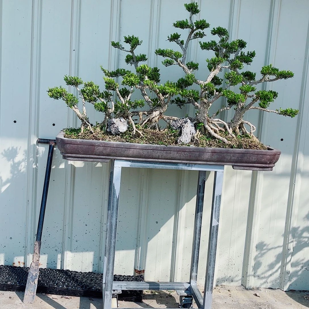 所***至广东雀舌皱皮黄杨盆景