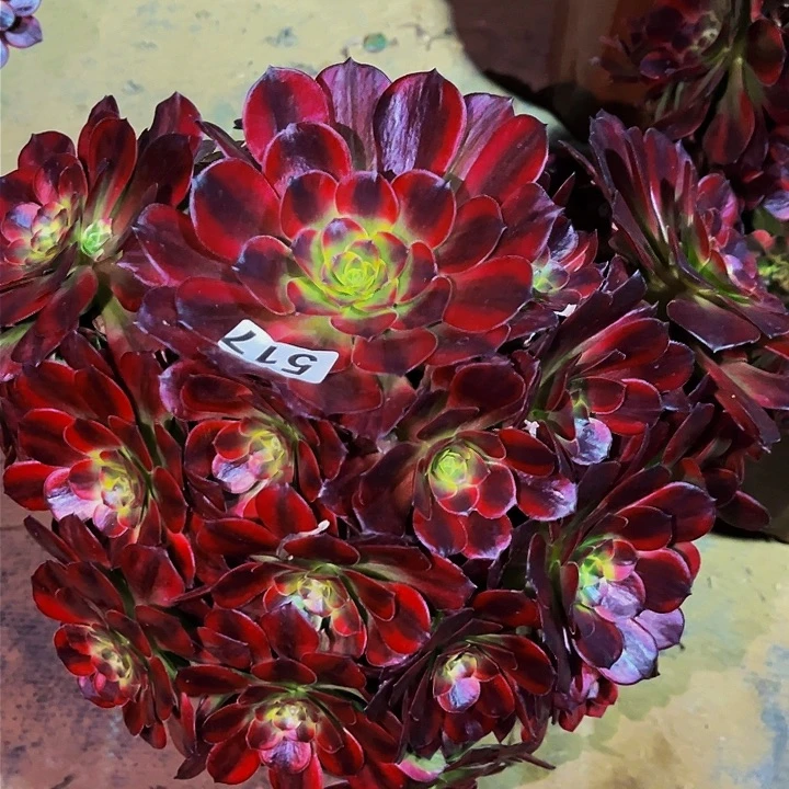 517水果糖多肉植物处理不售后