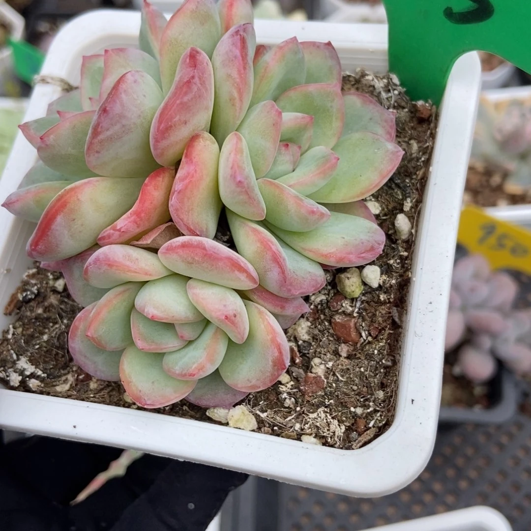 665泡芙多肉植物多肉