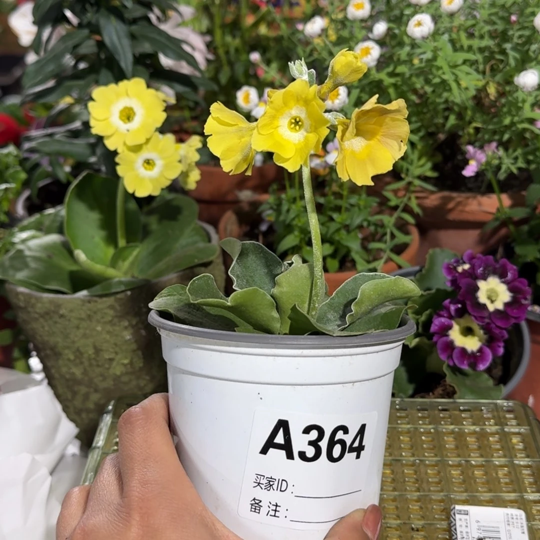 一物一拍耳叶报春A364